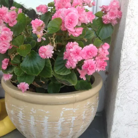 Emerald Dream Novi Sad